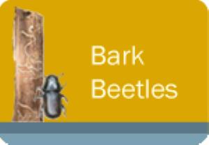 Bark Beetles Course