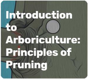 principles of pruning icon