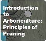 principles of pruning icon