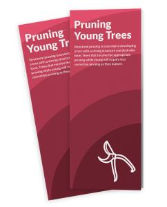 Pruning Young Trees