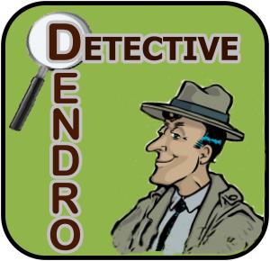 dendro